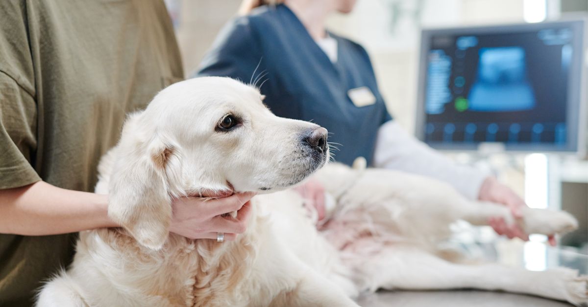 Diagnostics performed at veterinary clinic on dog