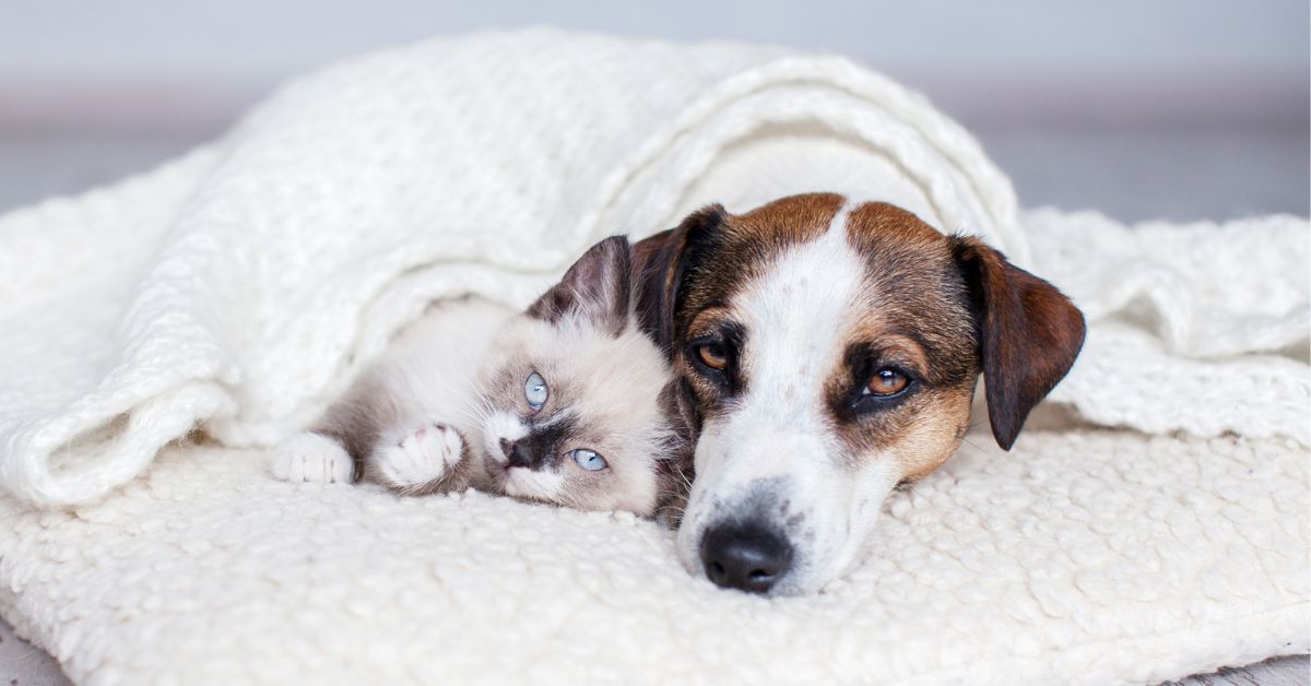 Dog and cat snuggling together under a blanket