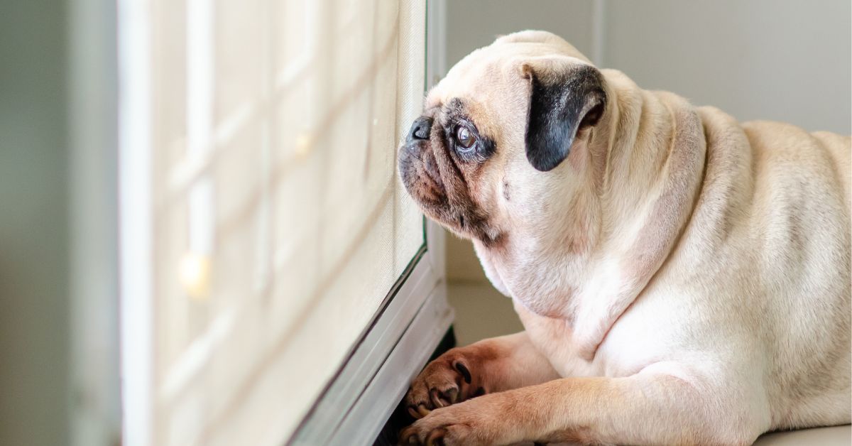 Dog looking out the door waiting to leave