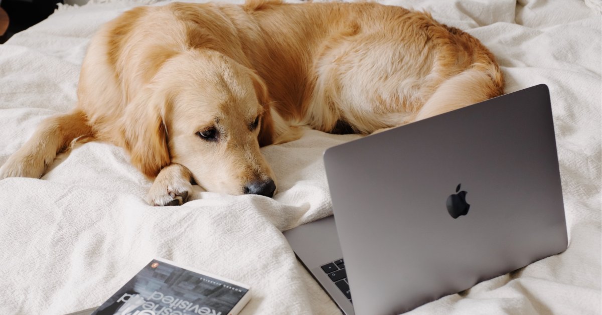 Dog on bed looking at laptop computer.