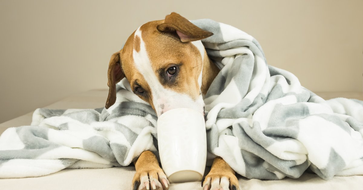 Pet curled up under blanket at home drinking out of a cup.