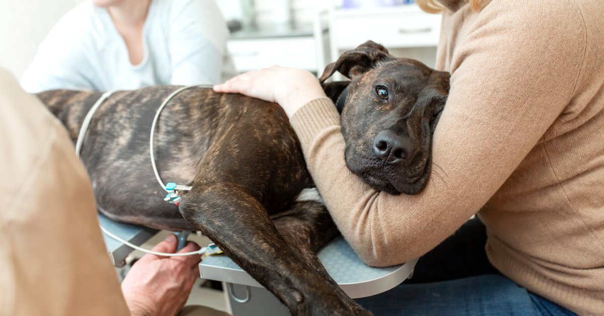 Pet parent cradling dog during diagnostics at vet clinic.