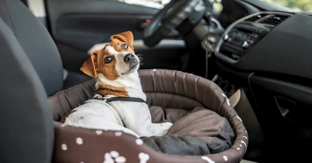 Dog lying in pet bed in car for transport to ER hospital.