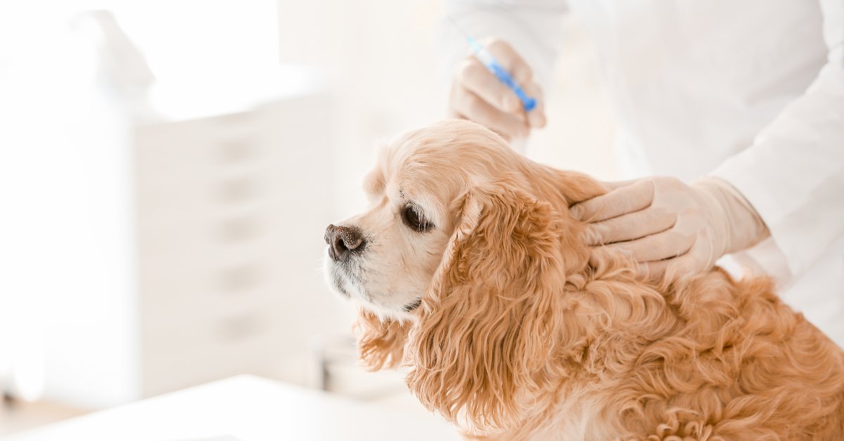 Senior cocker spaniel dog receiving vaccine at vet clinic.