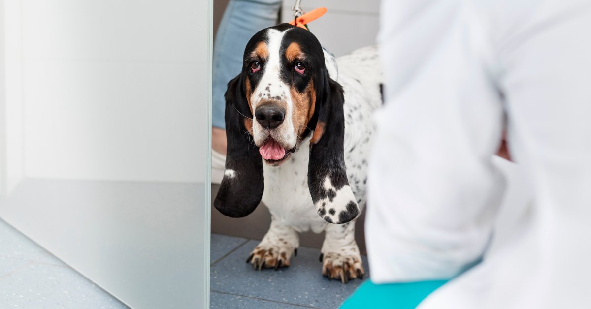 Basset hound walking into vet clinic with pet parent.