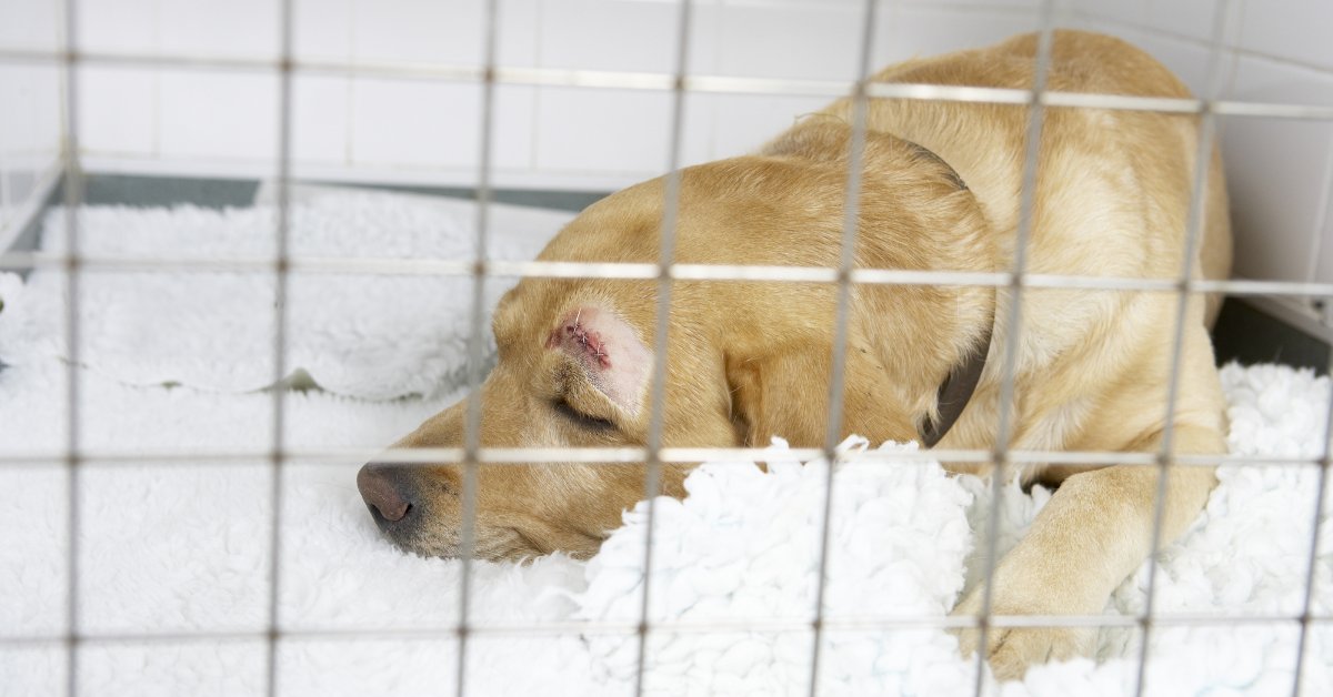 Injured dog sleeping in veterinary clinic kennel for overnight monitoring.