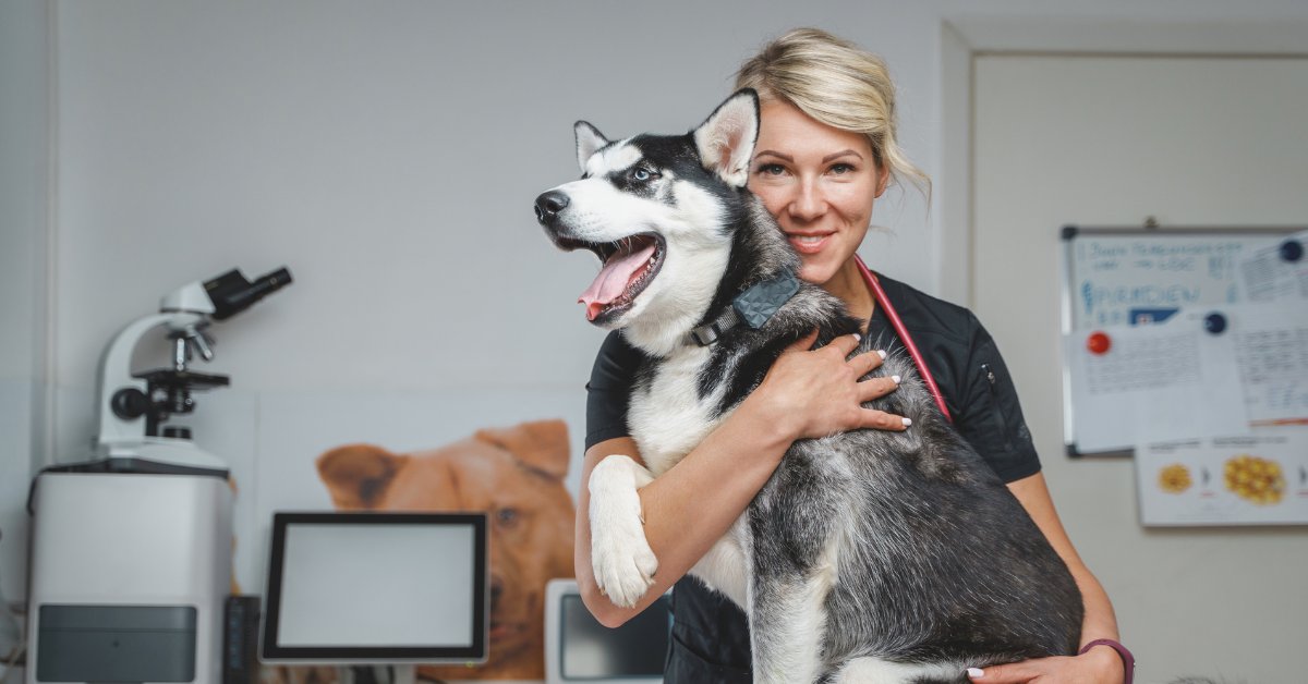 Dog visiting with their local family veterinarian for ongoing routine health checkups, vaccinations, and routine care.