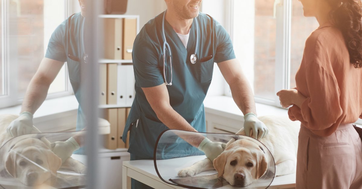 Veterinarian examining dog at vet clinic.