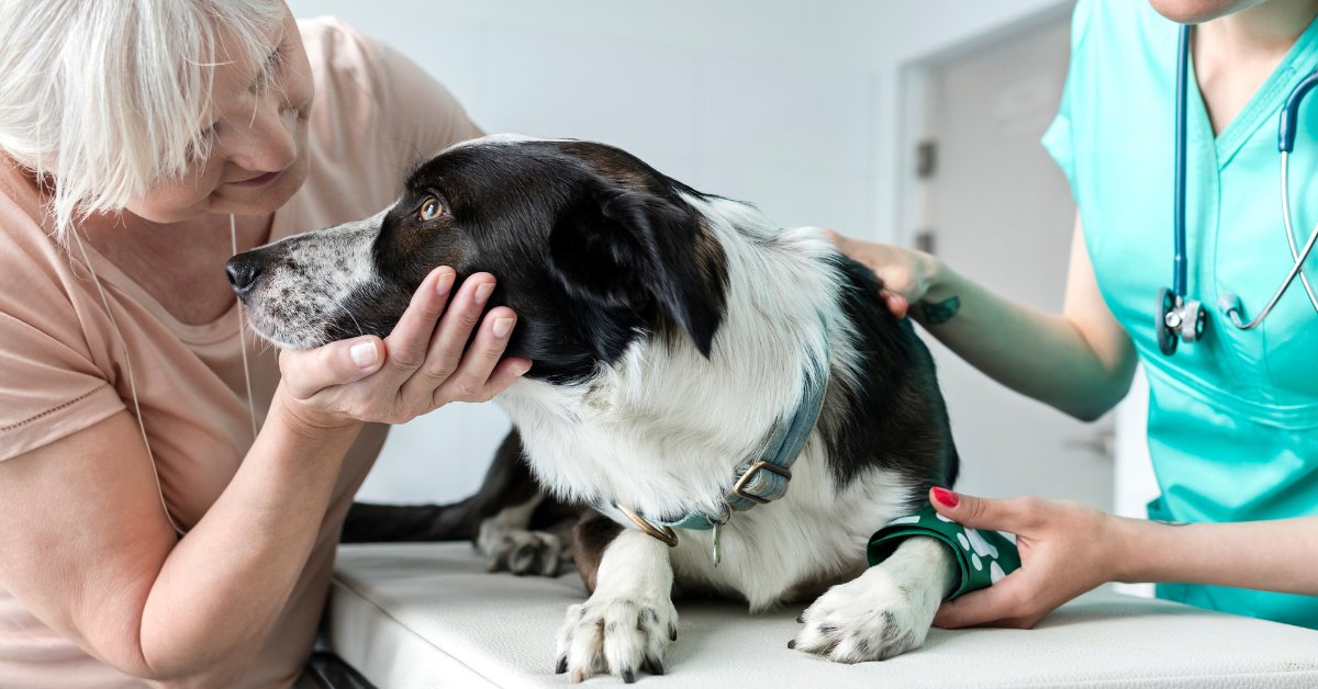 Pet owner consoling dog at vet clinic during diagnostic test.