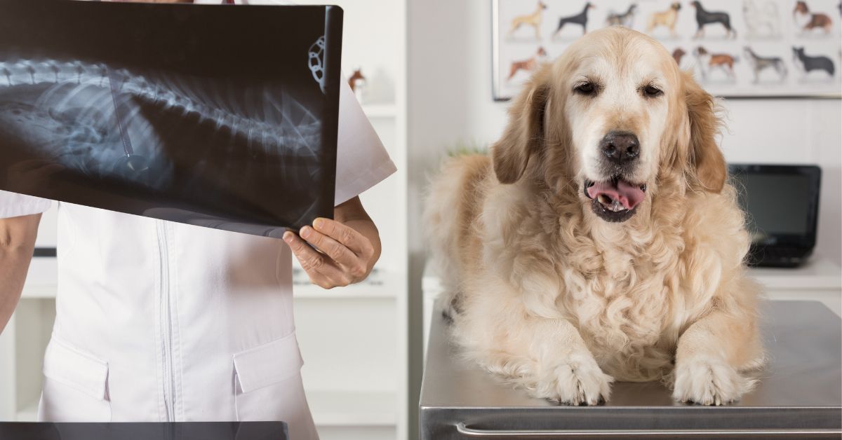 Veterinary clinic visit and review of X-ray of dog.