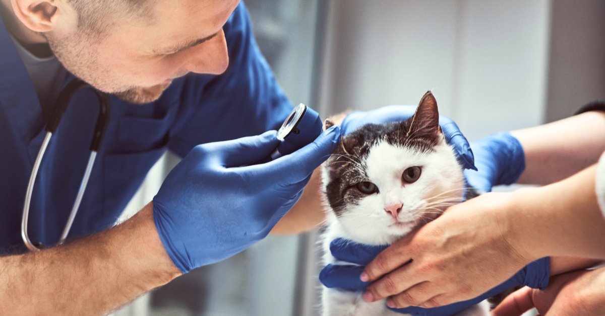 Veterinarian examining cat at vet clinic.