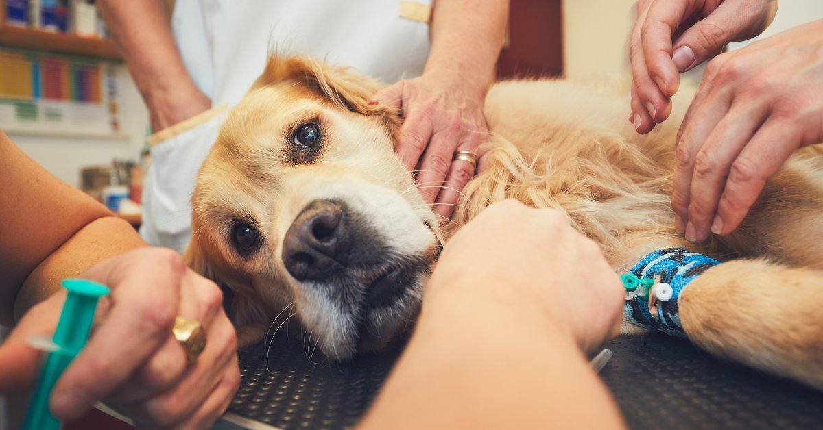 Dog being diagnosed or treated for illness or injury at a vet hospital.