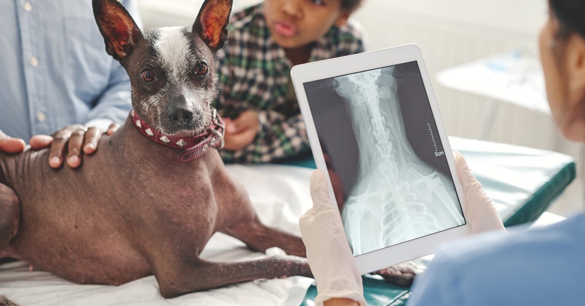 Veterinary medical professional reviewing x-ray of dog with pet parents and family at vet clinic.