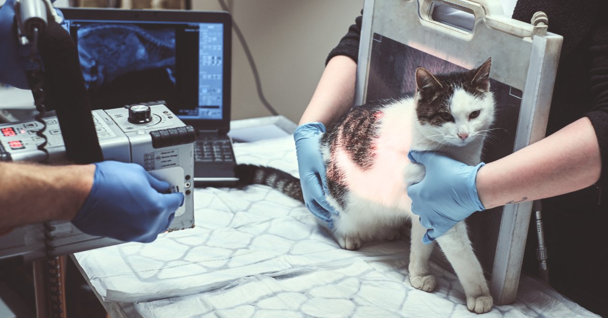Veterinary technicians performing x-ray on cat at animal hospital.