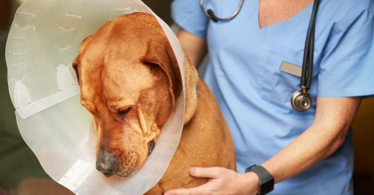 WHRO reports on HR area veterinary professionals