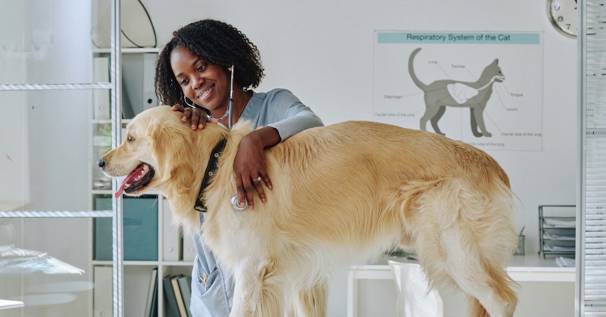 What is a Veterinary Technician