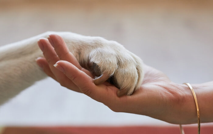 Pet parent holding dog's paw