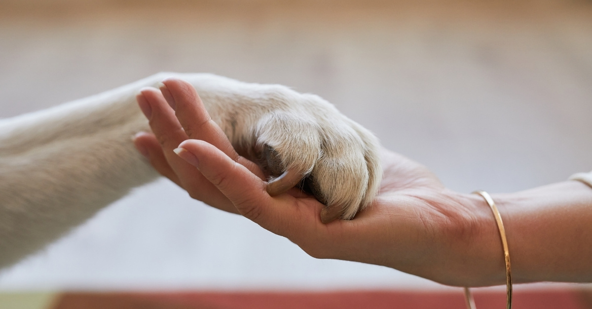 Pet parent holding dog's paw