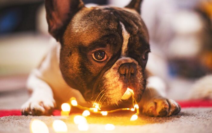 Dog playing with holiday lights