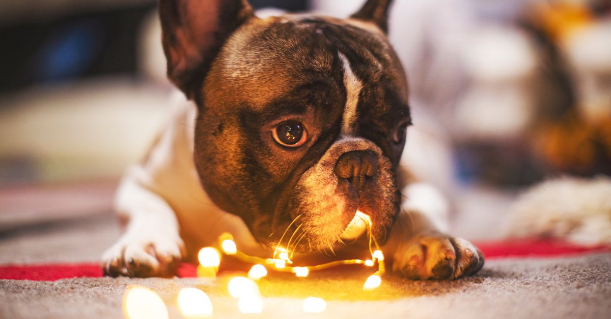 Dog playing with holiday lights