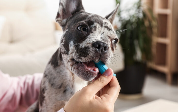 Brushing dog's teeth