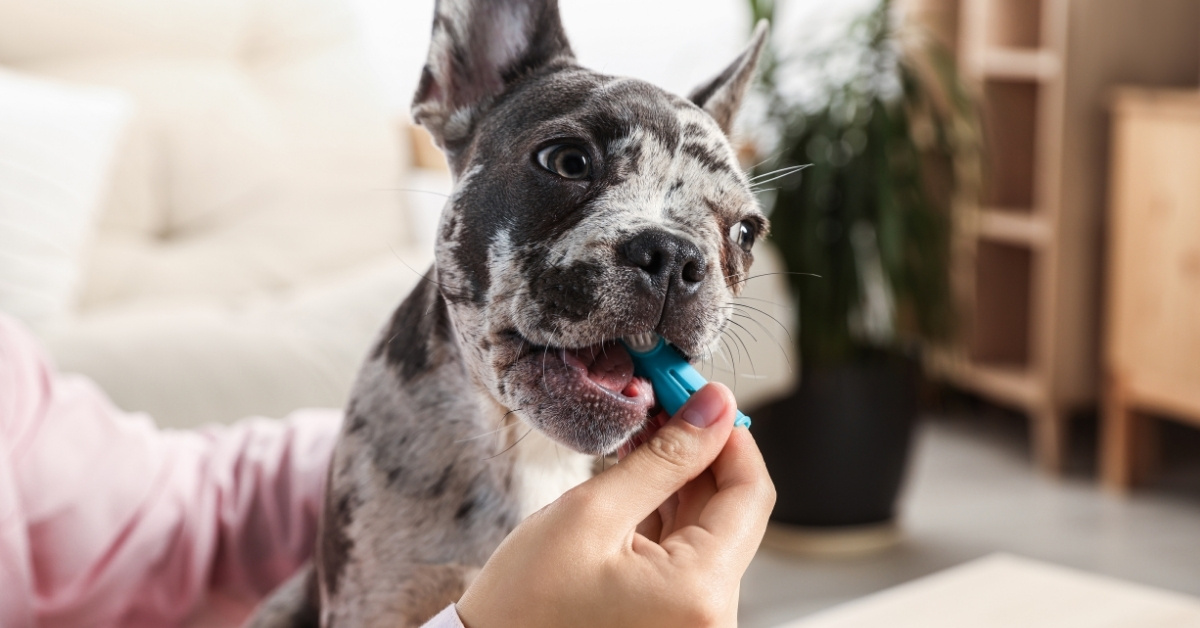 Brushing dog's teeth