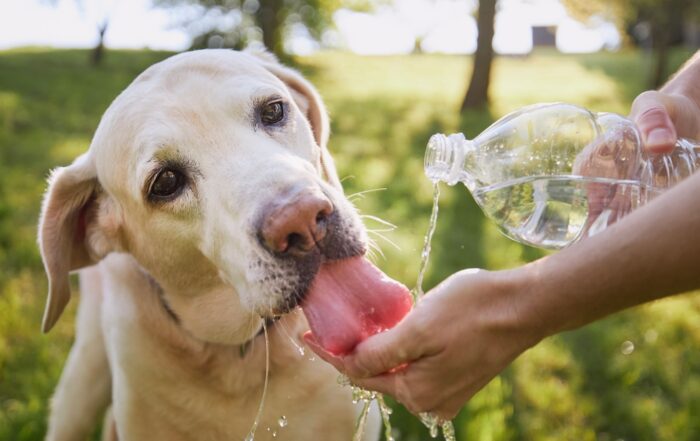 Labrador retriever drinking from water bottle and pet parent's hand