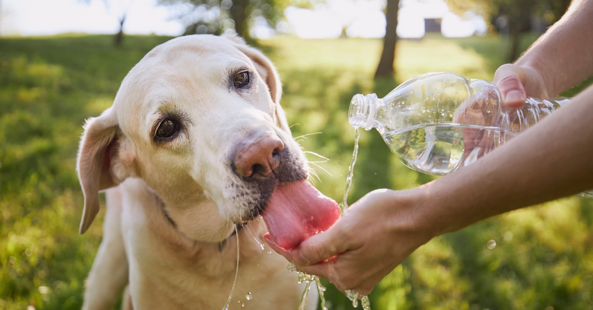 Labrador retriever drinking from water bottle and pet parent's hand