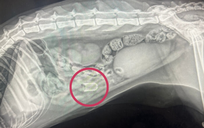 X-ray image of dog who swallowed a bottle stopper