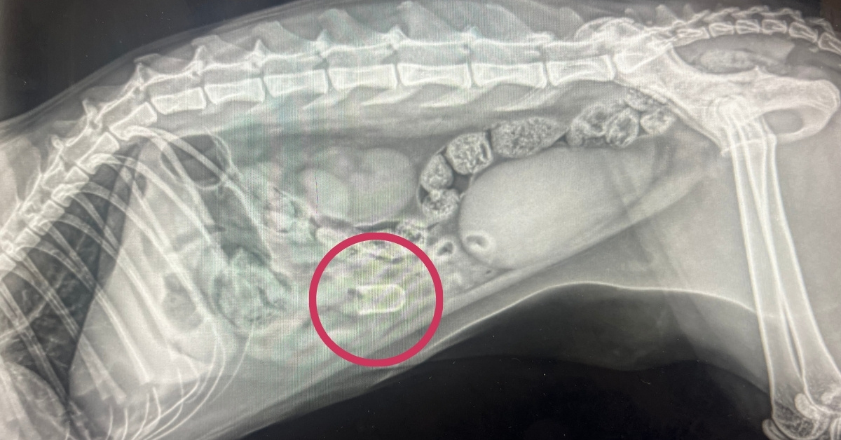 X-ray image of dog who swallowed a bottle stopper