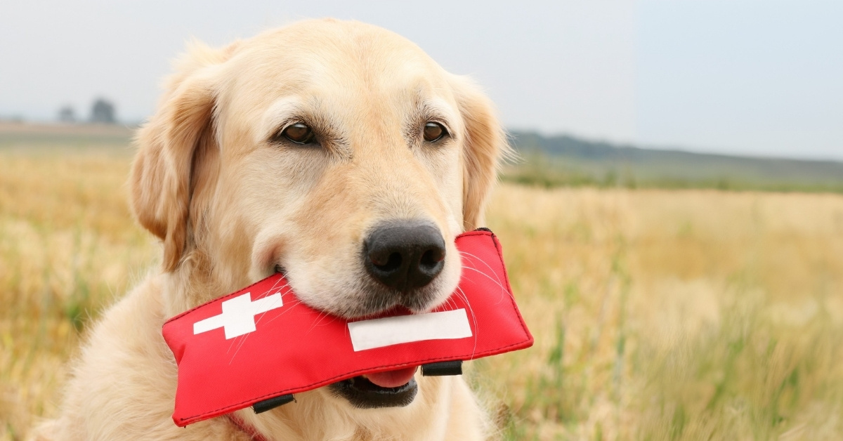 Pet First Aid Kit Essentials