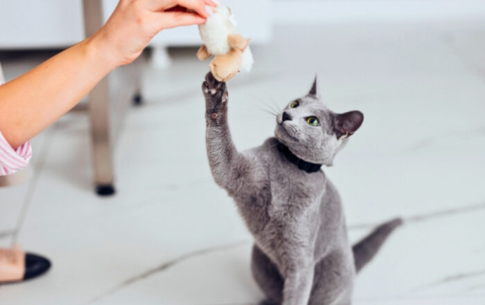 Cat playing with owner in a veterinary clinic exam room