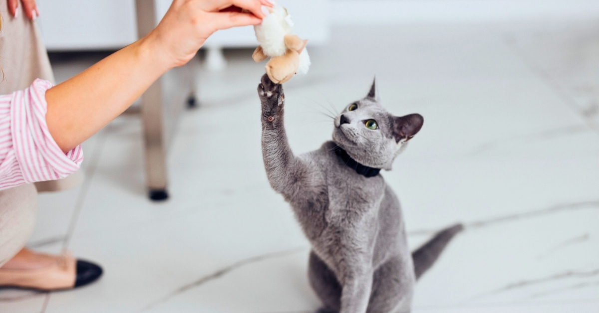 Cat playing with owner in a veterinary clinic exam room
