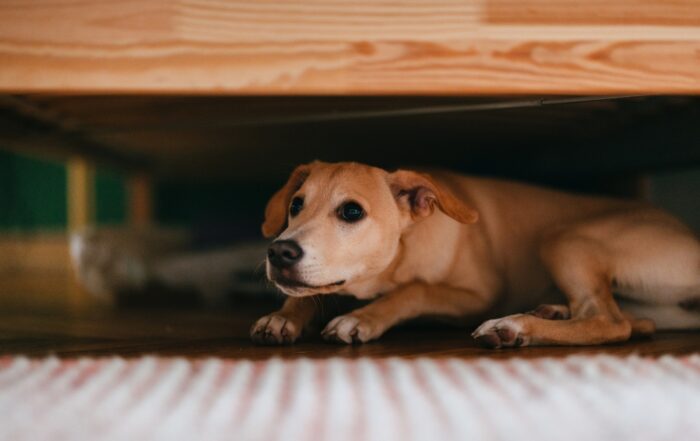 Sick or injured dog hiding under furniture, avoiding pet owners
