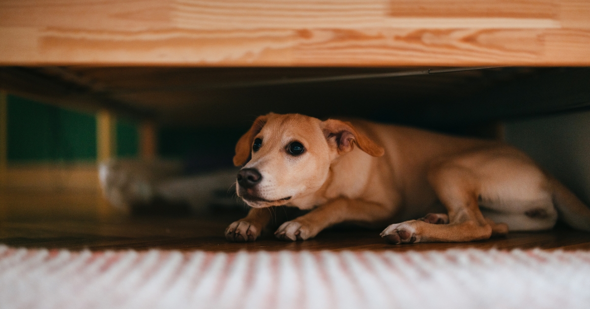 ALLY_Six Signs that your Pet May be Sick or Injured_Featured Sick or injured dog hiding under furniture, avoiding pet owners