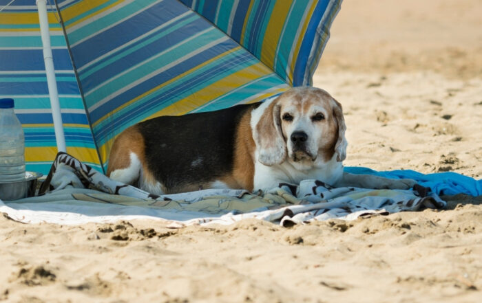 Dog enjoying a sunny day at the beach with fresh water, shade, and a leash for safety.