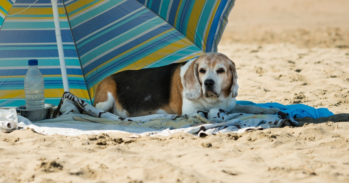 ALLY_Beach Safety Tips for Pets_Featured Dog enjoying a sunny day at the beach with fresh water, shade, and a leash for safety.