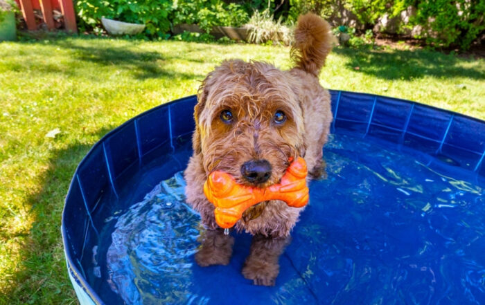 Miniature golden doodle in small splash pool to beat the summer heat