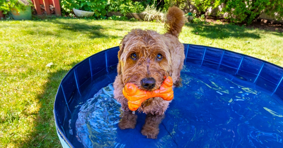 Miniature golden doodle in small splash pool to beat the summer heat