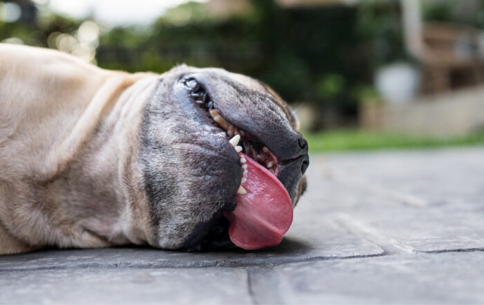 Brachycephalic dog lying on the ground with its tongue hanging out, appearing tired from the heat.