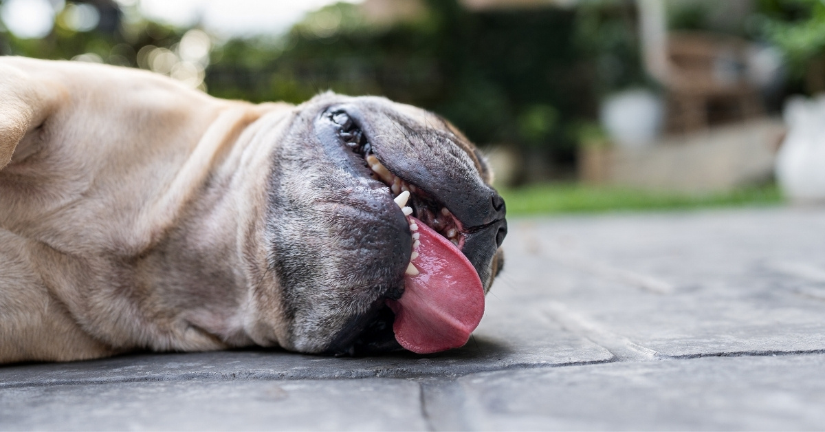 Brachycephalic dog lying on the ground with its tongue hanging out, appearing tired from the heat.