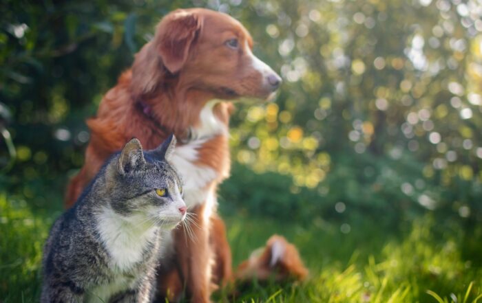 Cat and dog sitting together in grass on sunny summer day.