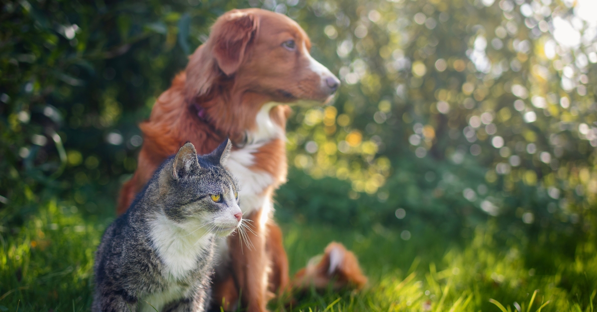 ALLY_Summer Pest and Parasite Watch in Coastal Virginia_Protect Your Pets from Fleas Ticks and Heartworms_Featured Cat and dog sitting together in grass on sunny summer day.