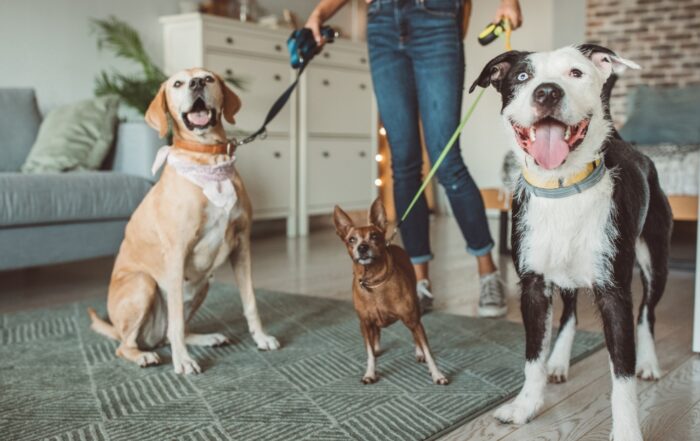 Pet sitter getting ready to take three dogs for a walk outside