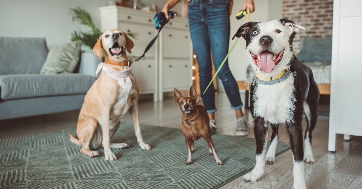 Pet sitter getting ready to take three dogs for a walk outside